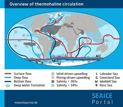 The Role of Temperature in Thermohaline Circulation