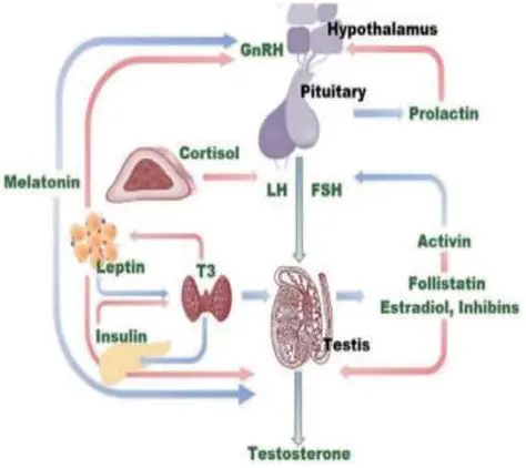 The Role of Testosterone in Male Sex Organ Development