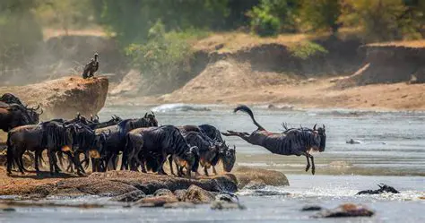 The Serengeti National Park