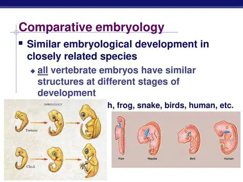 The Similarity in Limb Structures among Vertebrate Embryos