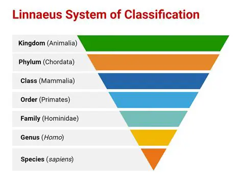 The Strengths of the Linnaeus System