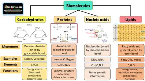 The Structure and Function of Biomolecules
