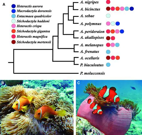The Symbiotic Relationship between Clown Fish and Sea Anemone