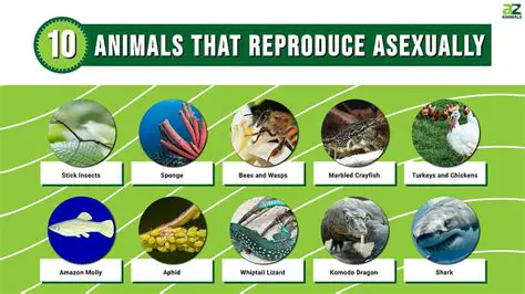 Three Organisms that Reproduce Asexually