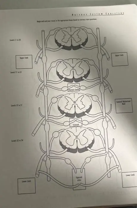 Understanding Neuron Traces