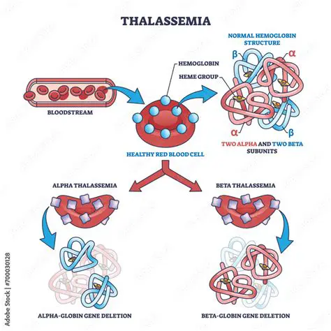 Understanding Thalassemia and the Importance of Blood Transfusion