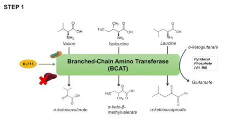 Understanding the Role of Aminotransferase in DHF