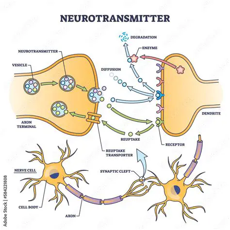 Understanding the Role of Neurotransmitters in the Brain