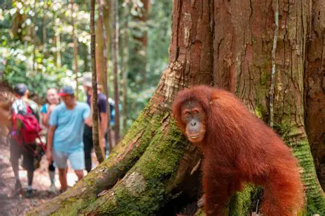 Unveiling the Daily Secrets of the Mother and Child of Orangutans in Bukit Lawang