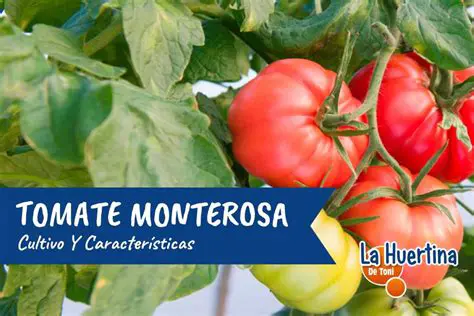 Unveiling the Secrets of the Tomato: Cultivation, Varieties, and Culinary Delights