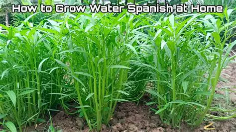 Use of water spinach in tilapia feed