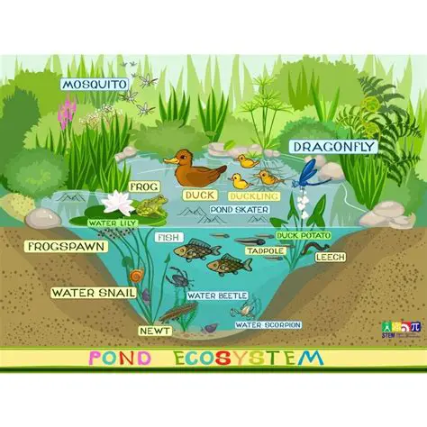 Volume of Water in the Pond