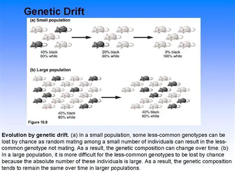Why Genetic Drift is a Problem for Small Populations