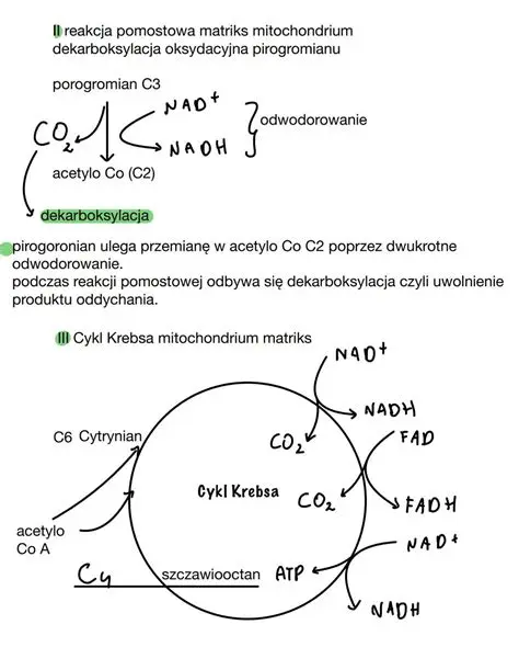 Zastosowania oddychania tlenowego i fermentacji